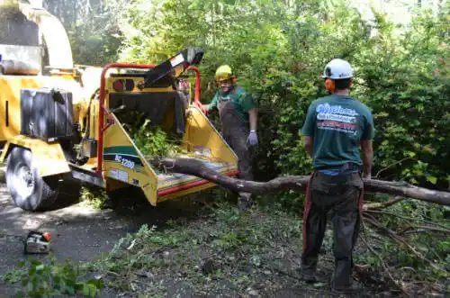 tree services Caddo Valley